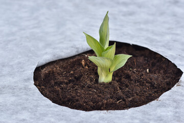 White hosta seedling fertilized with organic fertilizer.
