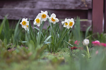 A group of white daffodils in the garden.