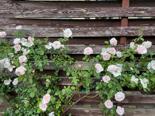 Pink rose growing in the garden.