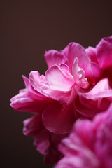 Fototapeta na wymiar closeup of a blooming peony, Nature is the best artist.