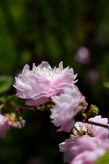 wiśnia wiosną © Mirosawa