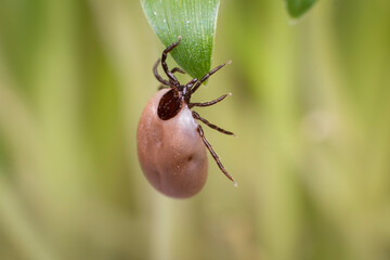 Tick waiting victim on blade of grass, a fat tick drunk on blood is waiting for its victim for lunch again