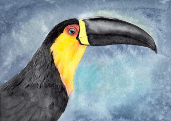 Watercolor picture of the colorful toucan bird with the big beak on the grey blue background