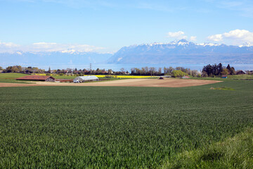 Obraz premium Vue du lac Léman et du Grammont depuis Etoy en Suisse