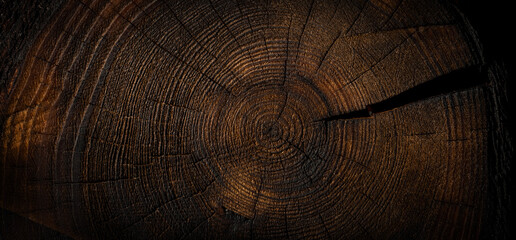 burnt wood texture background. tree cross section. banner