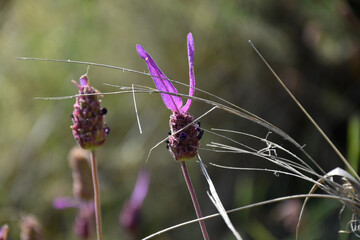 Espliego variedad llamada canta hueso, lavanda
