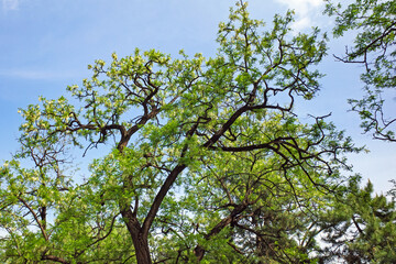 tree pattern 