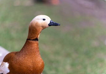 A red duck with a white head