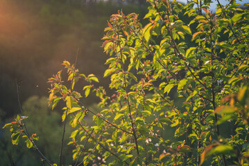 leaves in the wind