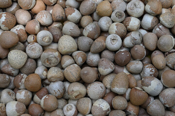 High angle view of a pile of dry Areca nuts or betel nuts