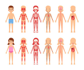 Children Anatomy Educational Body Organs Chart for Kids. Cute Little Boy and Girl Body Systems Muscular, Skeletal