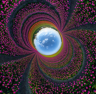 Panoramic 360 degrees aerial view of a colourful tulips field, The Netherlands.