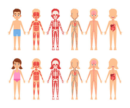 Children Anatomy Educational Body Organs Chart for Kids. Cute Little Boy and Girl Body Systems Muscular, Skeletal