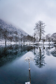 Frozen flower at the Lac de Bethmale during winter in Ariege, France
