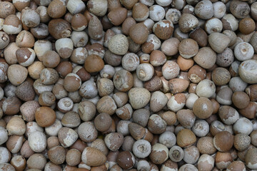 Overhead view of the husk removed piles of Areca nuts or betel nuts (Areca catechu)