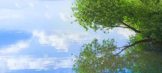 Beautiful tree branch and clouds are reflected in the water. Natural background. Copy Space
