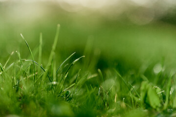 Green grass leaves in close-up, mock up and copy space