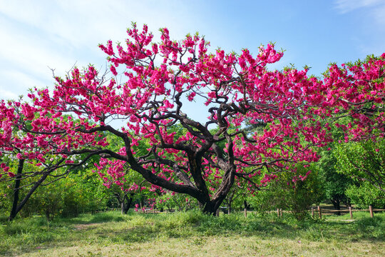 single red flower tree in sping