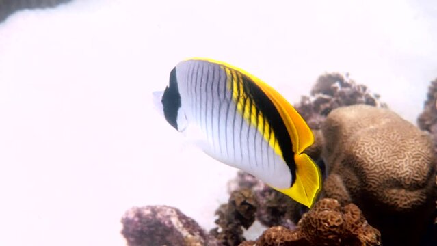 Underwater video of lined butterflyfish or Chaetodon lineolatus - the biggest butterfly fish in marine life. Tropical fish swimming among coral reef in Andaman sea, Thailand. Closeup portrait