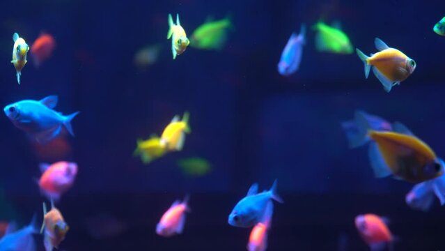school of exotic colorful fish
