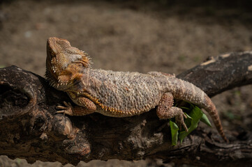 bearded dragon on ground with blur background