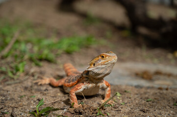 bearded dragon on ground with blur background