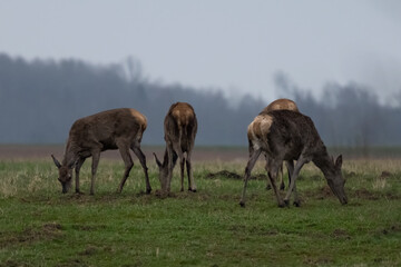 Fototapeta premium Red deers feed on fresh grass