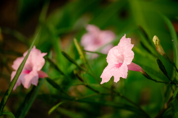 pink flowers in the green meadow