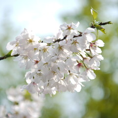 cherry tree blossom, sun shine