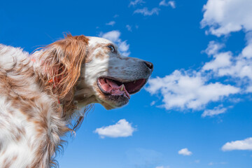 perro de caza setter posando con fondo cielo azul con nubes