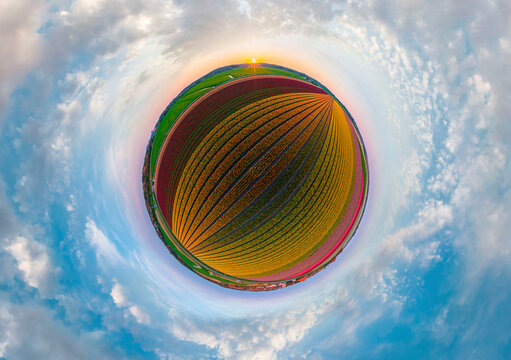 Panoramic 360 degrees aerial view of a colourful tulips field, The Netherlands.