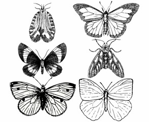 Fototapeta na wymiar mariposa, insecto, alas, naturaleza, bragueta, animal, 