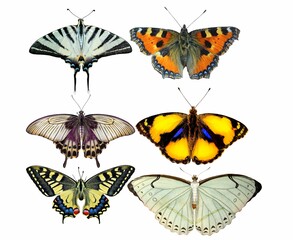 Fototapeta na wymiar mariposa, insecto, alas, naturaleza, bragueta, animal, 