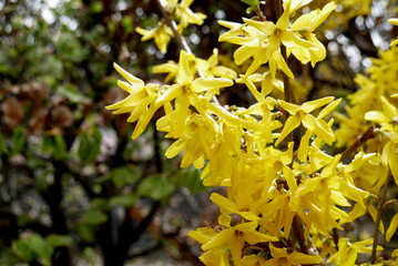 Zbliżenie żółtych kwiatów forsycji © Currentofimages