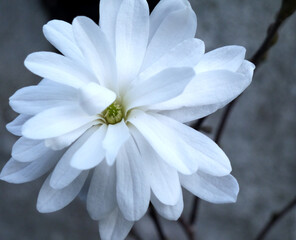 Zbliżenie kwiatu białej magnolii - obrazy, fototapety, plakaty