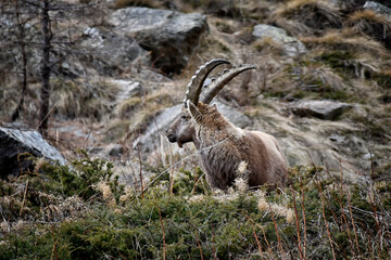 The Ibex grazing among the rocks in the Gran Paradiso park
