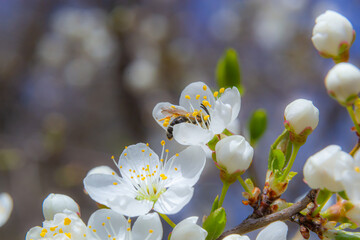 Honey bee in caucasian plum blossoms. Prunus cerasifera var.divaricata