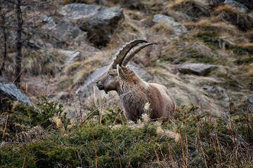 The Ibex grazing among the rocks in the Gran Paradiso park