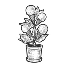 ice cream plant sketch engraving vector illustration. T-shirt apparel print design. Scratch board imitation. Black and white hand drawn image.