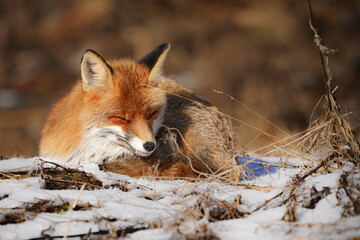 Mammals - Red Fox (Vulpes vulpes), looking for something to eat in deep snow. Winter.