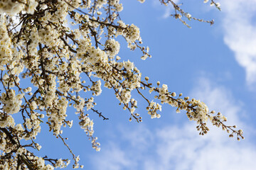 Wild white plum blossoms close up in a forest on a sunny spring day. Species Prunus cerasifera aka cherry plum or myrobalan plum