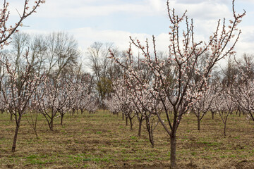 Obraz premium Spring scene with pink blossom. Beautiful nature scene with blooming apricot tree at sunny day in springtime. Spring flowers. Beautiful Orchard