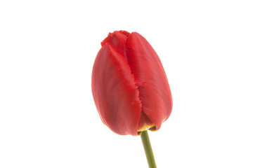 red tulip isolated on white