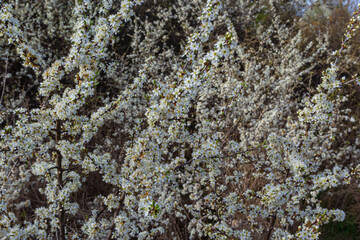 Prunus spinosa, called blackthorn or sloe, is a species of flowering plant in the rose family...