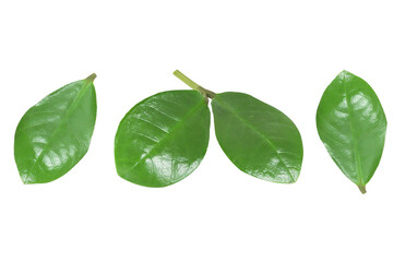 Green leaves collection on isolated white background.