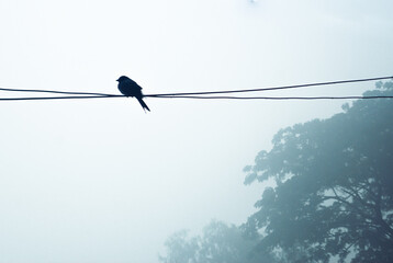 bird on a wire