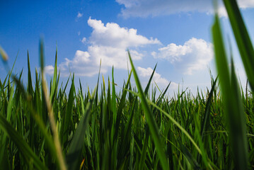 Obraz premium green grass and blue sky