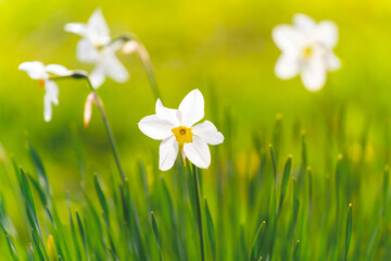 Beautiful narcissus flowers bloom in the spring garden