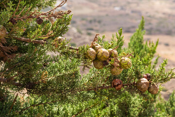 Green cypress branch with cones. Fresh twigs with fruits Greece