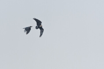 zwei Krähen im Flug 